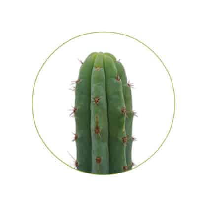 Bridgesii 100 graines contenu McMystic