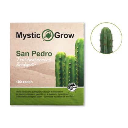 Bridgesii 100 graines vue de face + contenu McMystic