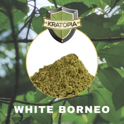 White Borneo Kratom Inhalt Kratopia