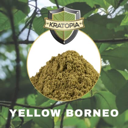 Yellow Borneo Kratom Inhalt Kratopia