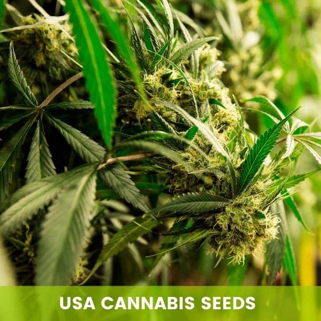 Semillas de cannabis USA - Tatanka.nl