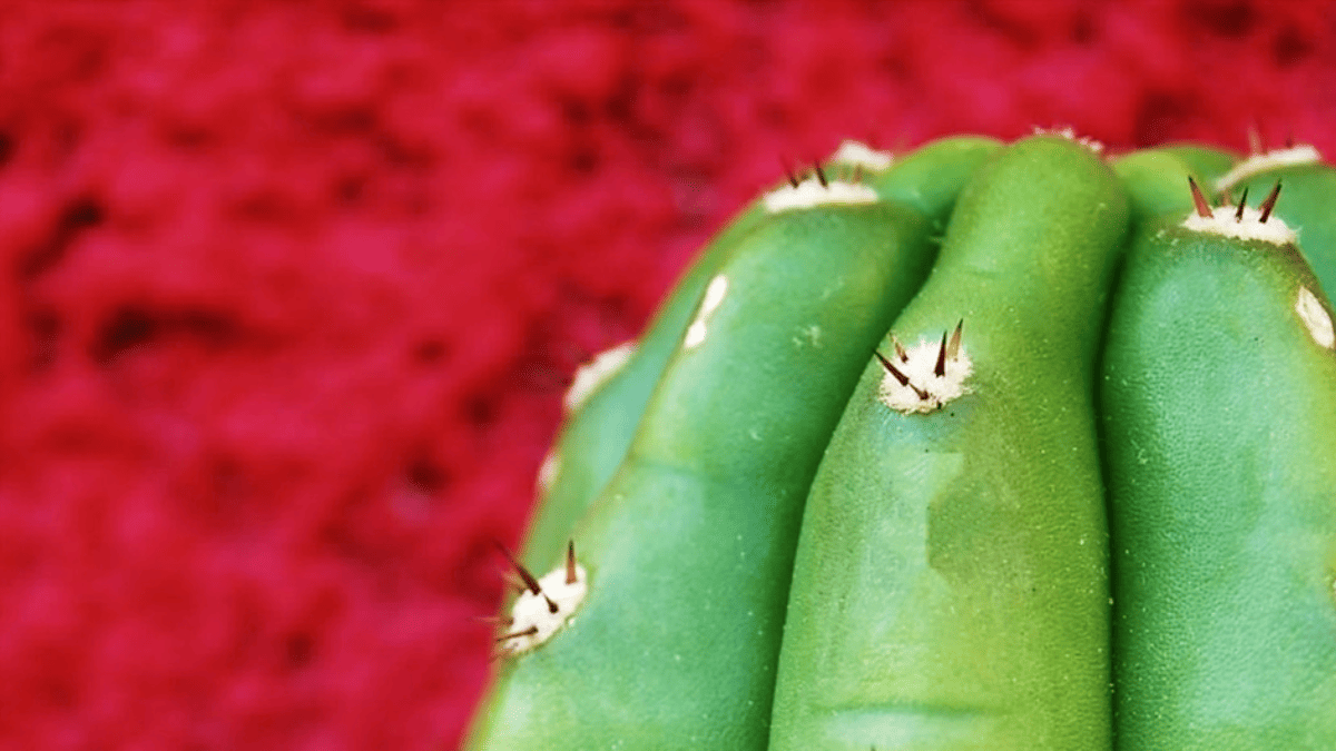 Cultivo de cactos San Pedro, é assim que se faz