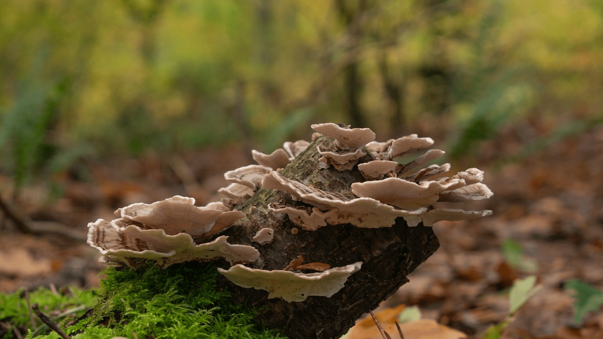 Genezende kracht van de turkey tail paddenstoel