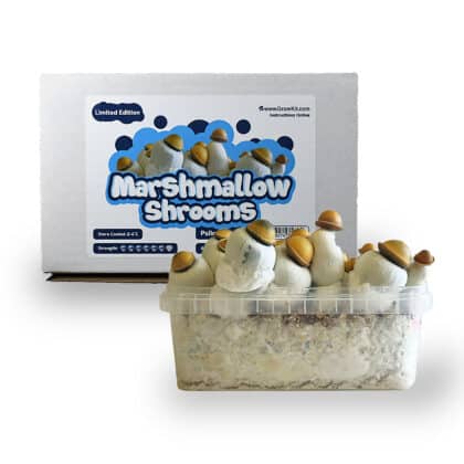 Marshmallow Kit de cultivo de setas - Tatanka