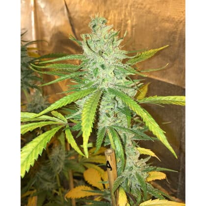 Amnesia Haze Soma Zaden hele plant