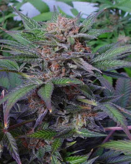 somango Autoflower Soma zaden hele plant